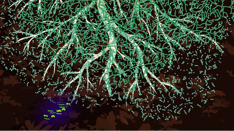 vi sinh cai tao dat 2