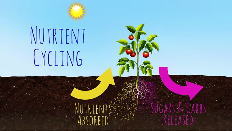 vi sinh cai tao dat 3