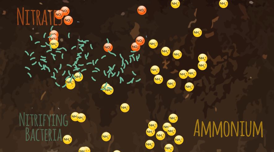 vi sinh cai tao dat 4