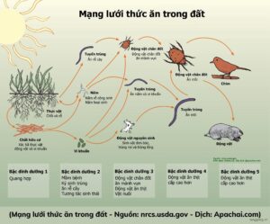 Mang luoi thuc an trong dat Mang luoi thuc an trong dat