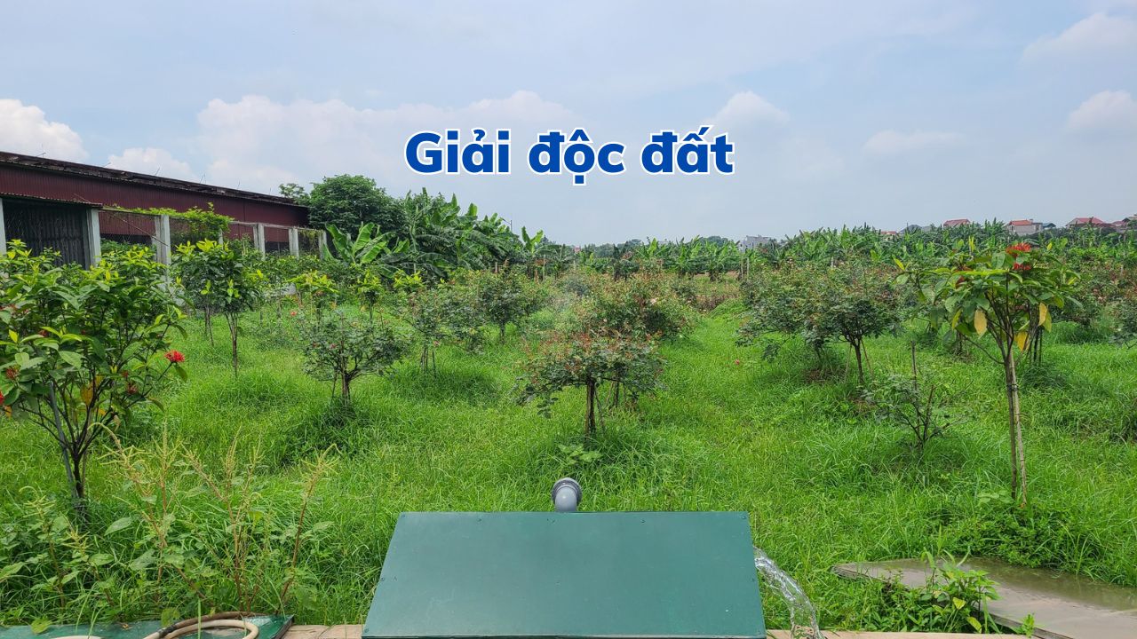 Quy Trình Cải Tạo đất (giải độc đất)
