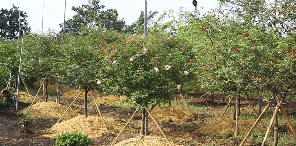 Quy Trình Cải Tạo đất (giải độc đất) Quy Trình Cải Tạo đất (giải độc đất)